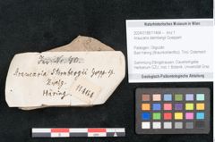 Foto (Objekt + Etikett) von Araucaria sternbergii Goeppert (NHMW-GEO-2024-0188-11464)